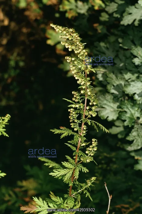 : Annual WORMWOOD / Sweet Sagewort / Sweet Wormwood : Annual WORMWOOD / Sweet Sagewort / Sweet Wormwood
