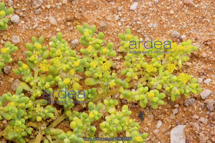 : An annual Zygophyllum : An annual Zygophyllum