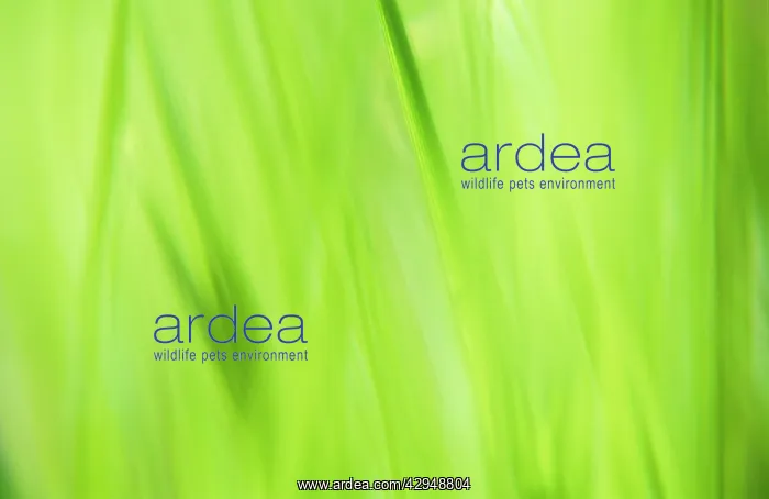 : Annualmeadowgrass : Annualmeadowgrass