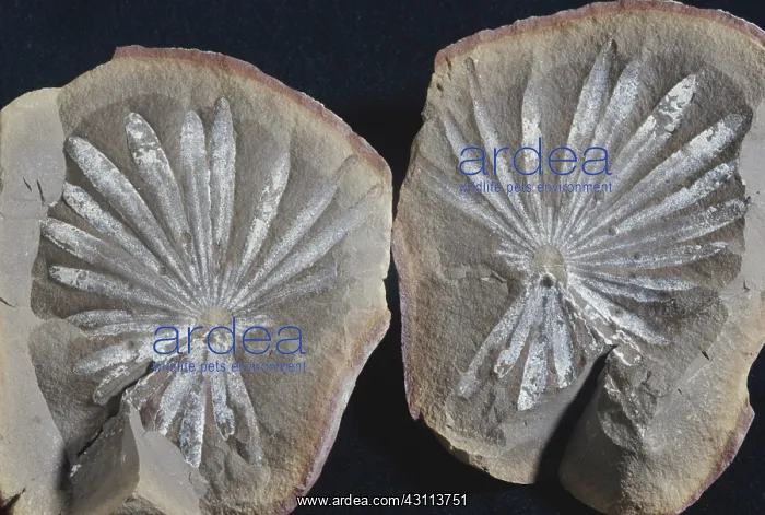 : Annularia Fossil : Annularia Fossil