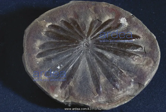 : Annularia Fossil : Annularia Fossil