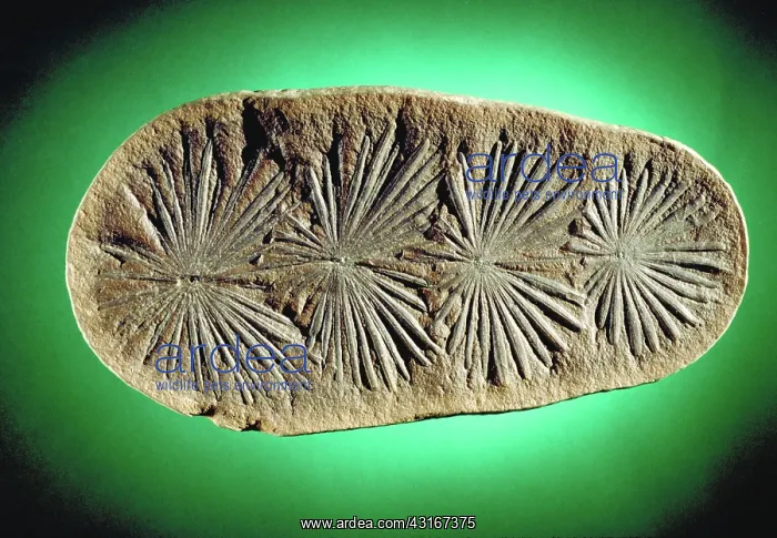 : Annularia Fossil : Annularia Fossil