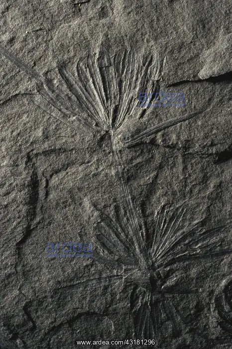 : Annularia Fossil : Annularia Fossil