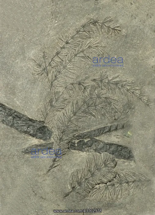 : Annularia Plant Fossil : Annularia Plant Fossil