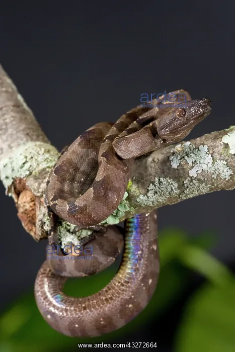 : Annulated Boa, Corallus enydris annulata : Annulated Boa, Corallus enydris annulata