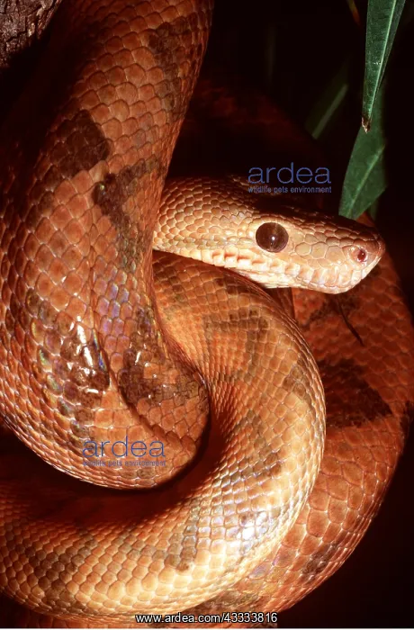 : ANNULATED BOA - HANGING : ANNULATED BOA - HANGING