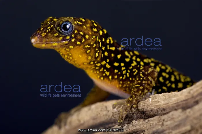 : Annulated gecko (Gonatodes annularis) : Annulated gecko (Gonatodes annularis)