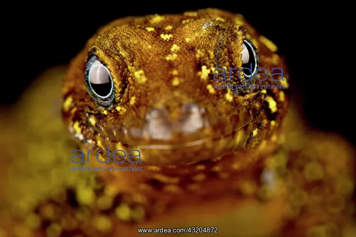 : Annulated gecko (Gonatodes annularis) male, on b : Annulated gecko (Gonatodes annularis) male, on b