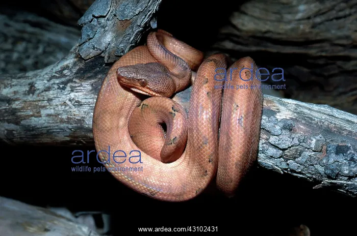 : Annulated Tree Boa : Annulated Tree Boa