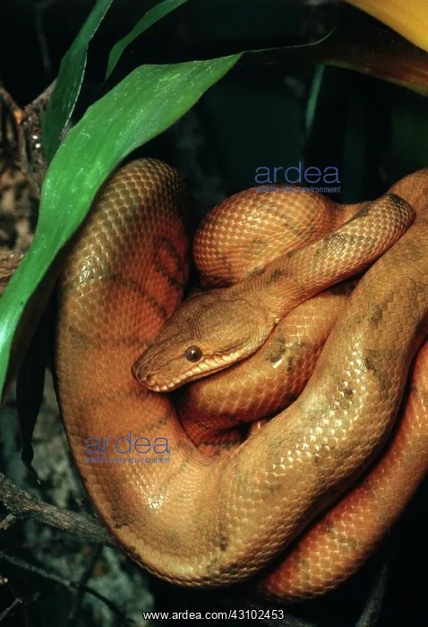  : Annulated Tree Boa