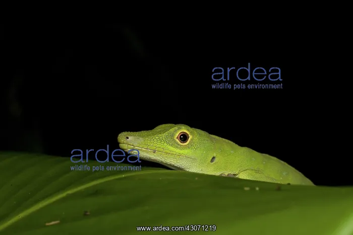 : Anole (Anolis punctatus) : Anole (Anolis punctatus)