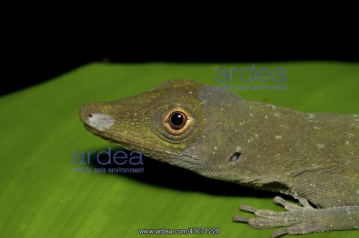 : Anole (Anolis punctatus) : Anole (Anolis punctatus)