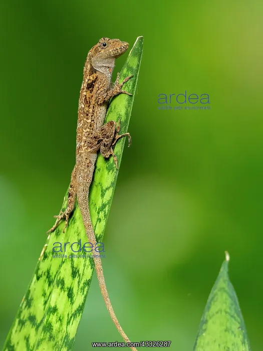 : Anole (Anolis sp), Tikal, Guatemala : Anole (Anolis sp), Tikal, Guatemala
