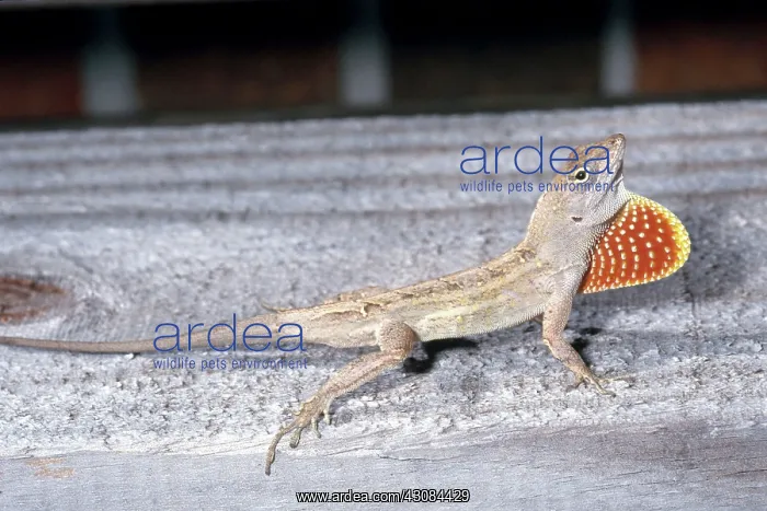 : Anole Courtship Display : Anole Courtship Display