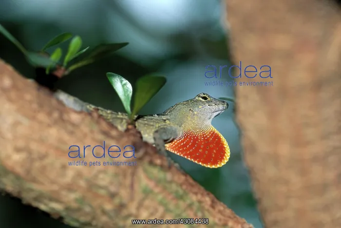 : Anole Courtship Display : Anole Courtship Display