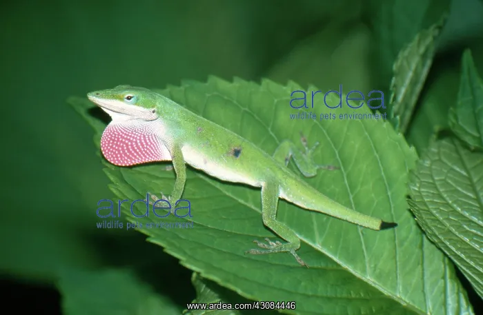 : Anole Courtship Display : Anole Courtship Display