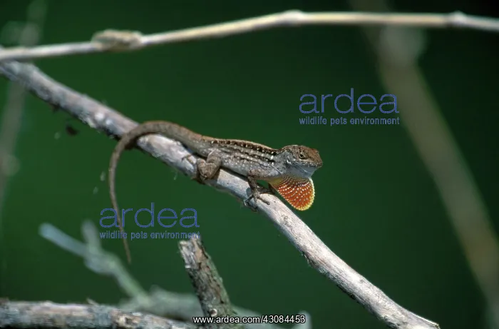: Anole Courtship Display : Anole Courtship Display