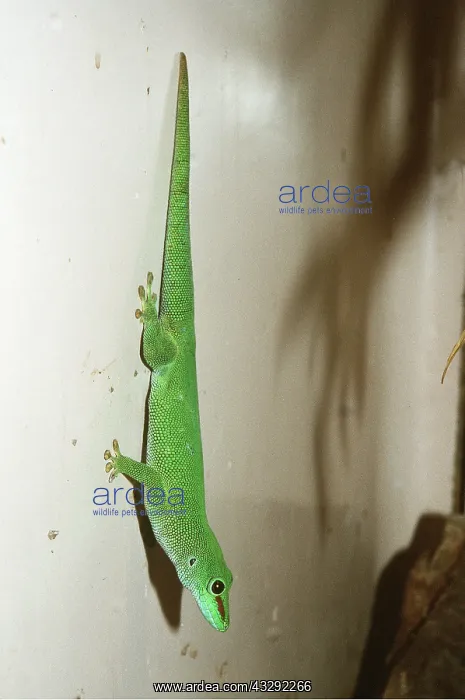  : ANOLE - Hanging on vertical wall