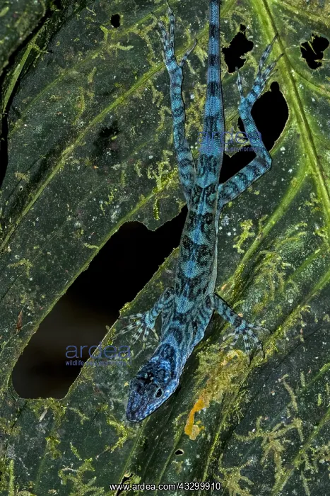 : Anole lizard (Anolis maculigula) Tatama National : Anole lizard (Anolis maculigula) Tatama National