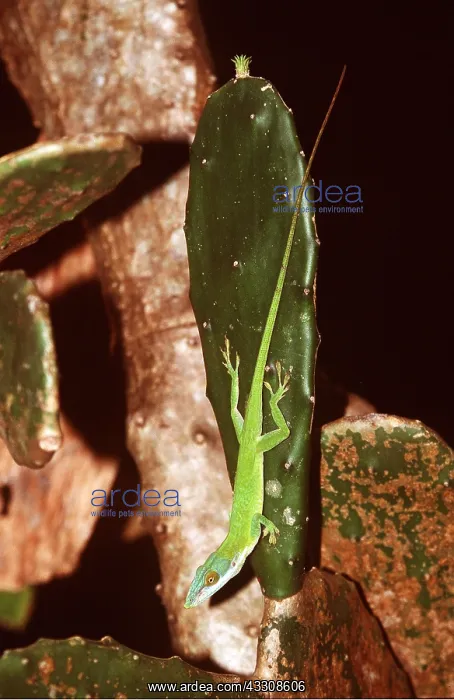 : ANOLE LIZARD - on cacti leaf : ANOLE LIZARD - on cacti leaf