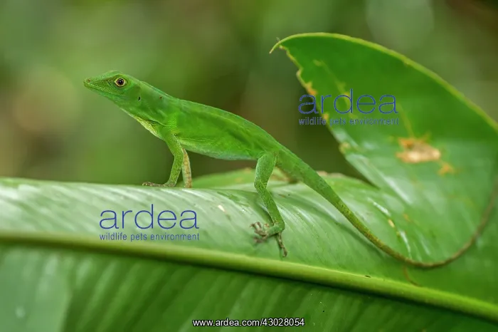 : Anole Lizard, Rio Claro Reserve, Reserva Natural : Anole Lizard, Rio Claro Reserve, Reserva Natural