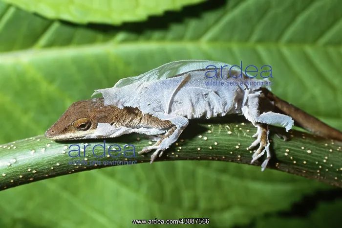: Anole Lizard Shedding : Anole Lizard Shedding