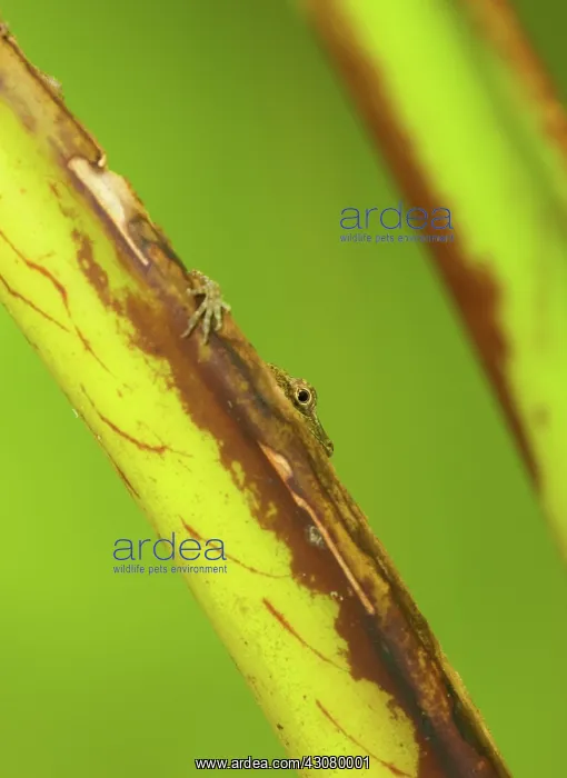 : Anole peeking out from behind a palm frond : Anole peeking out from behind a palm frond