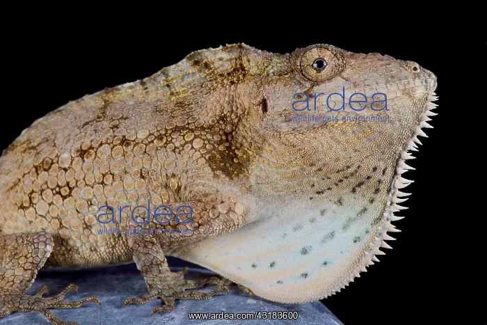 : Anolis (Chamaeleolis) barbatus, Giant bearded anole : Anolis (Chamaeleolis) barbatus, Giant bearded anole