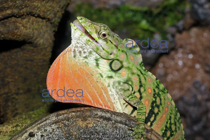 : Anolis Lizard : Anolis Lizard