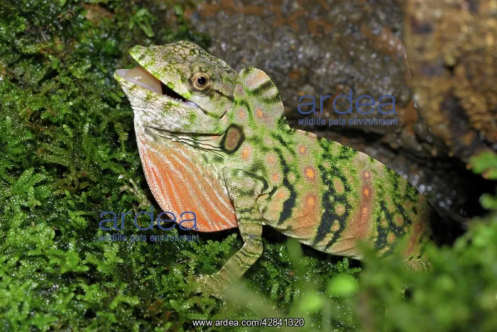 : Anolis Lizard : Anolis Lizard