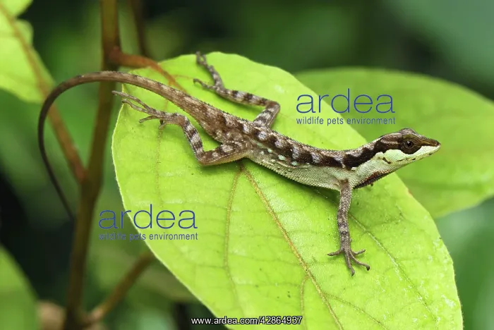 : Anolis Lizard : Anolis Lizard