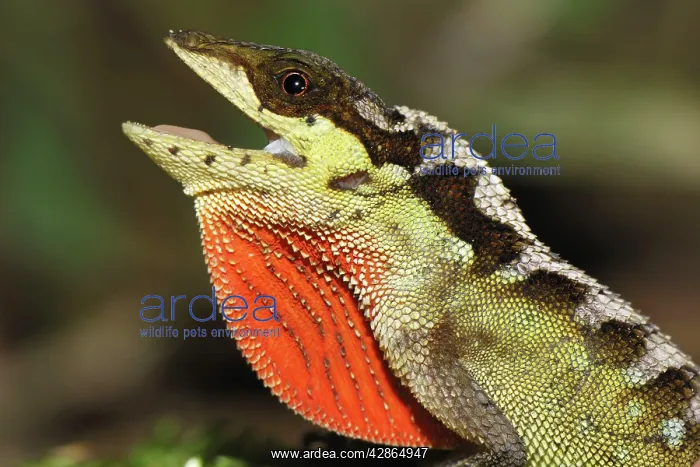 : Anolis lizard : Anolis lizard