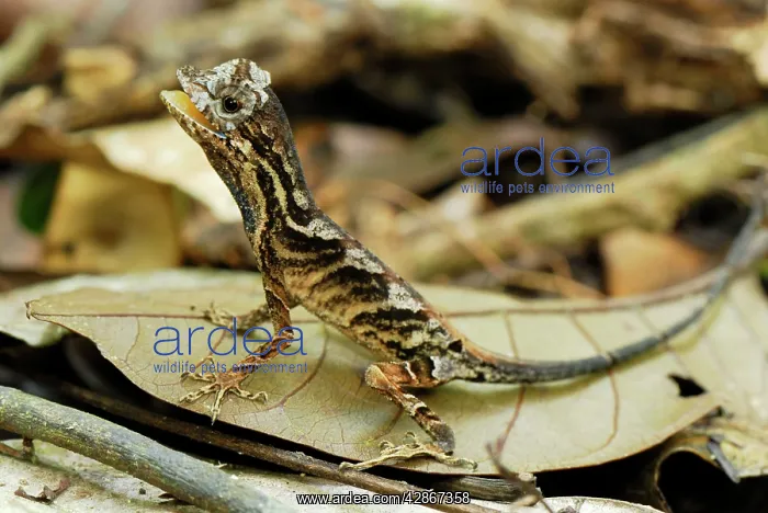 : Anolis Lizard : Anolis Lizard