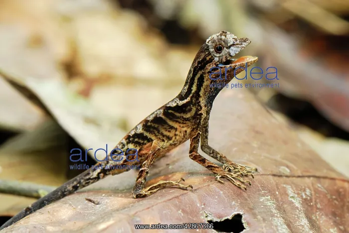 : Anolis Lizard : Anolis Lizard