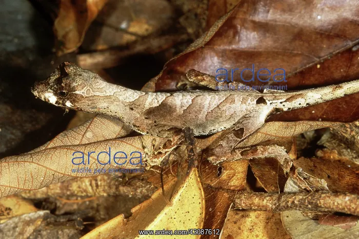 : Anolis Lizard : Anolis Lizard