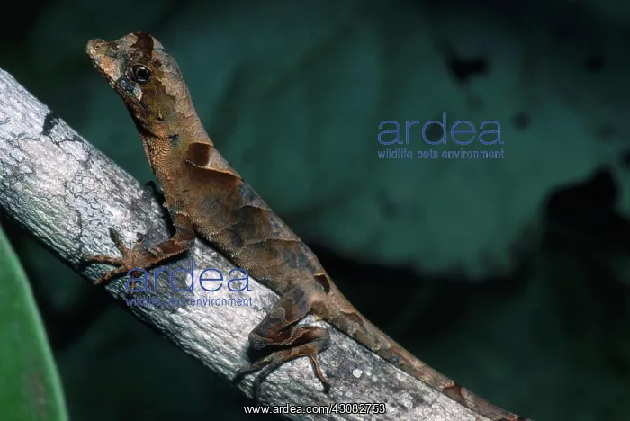: Anolis Lizard, Ecuador : Anolis Lizard, Ecuador