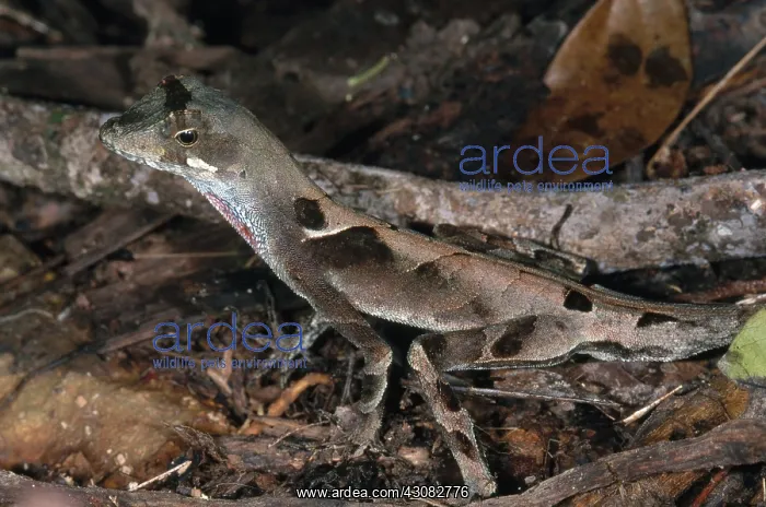 : Anolis Lizard, Ecuador : Anolis Lizard, Ecuador