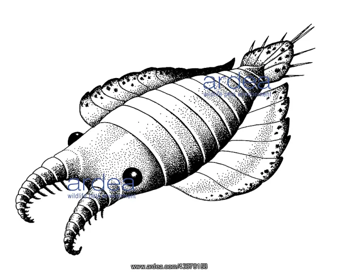 : Anomalocaris : Anomalocaris