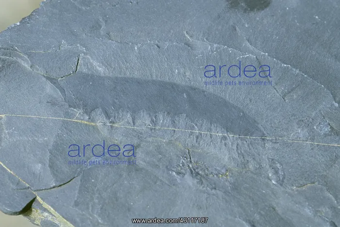  : Anomalocaris