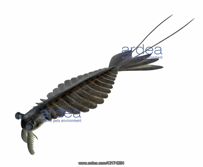 : Anomalocaris : Anomalocaris