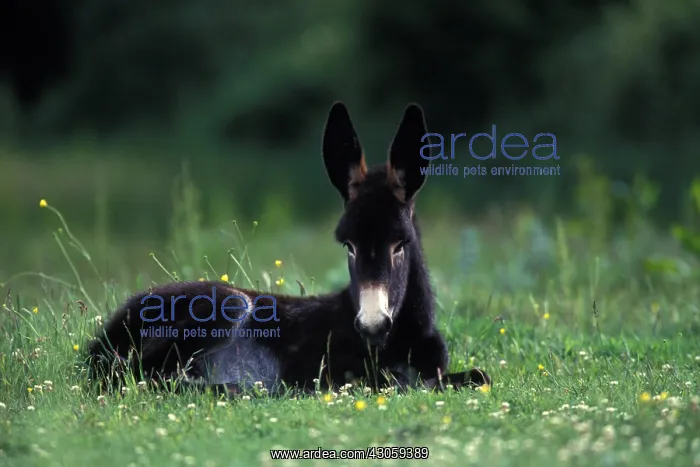 : Anon Big Black Berry lying in a meadow Indre France : Anon Big Black Berry lying in a meadow Indre France