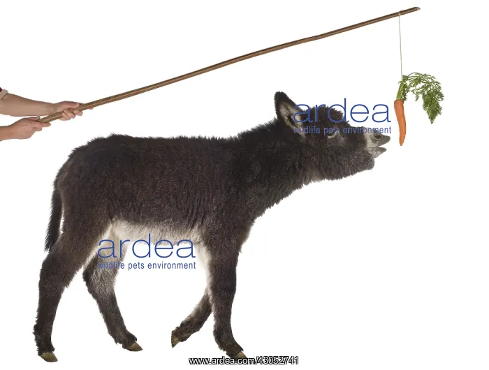 : Anon black walking behind a carrot : Anon black walking behind a carrot