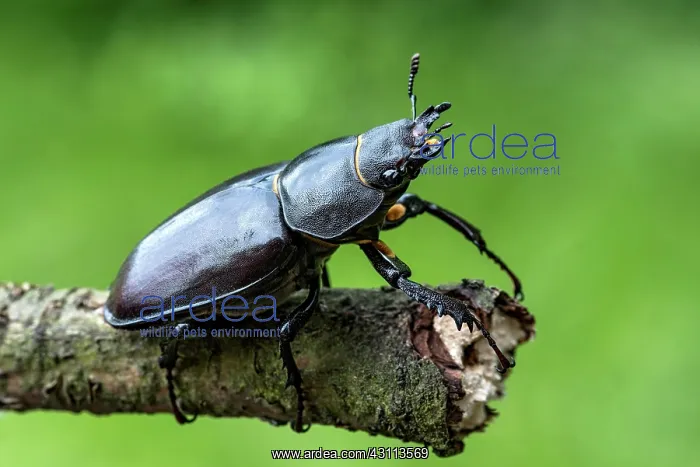 : Anoplotrupes stercorosus (Anoplotrupes stercorosus) : Anoplotrupes stercorosus (Anoplotrupes stercorosus)