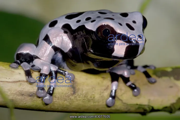  : Anotheca spinosa