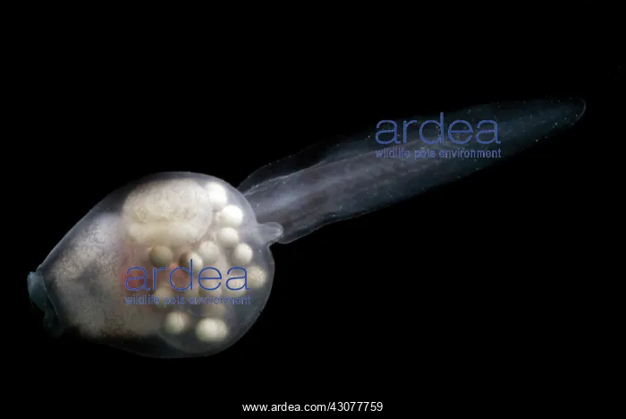 : Anotheca spinosa tadpole : Anotheca spinosa tadpole