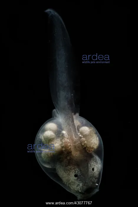 : Anotheca spinosa tadpole : Anotheca spinosa tadpole
