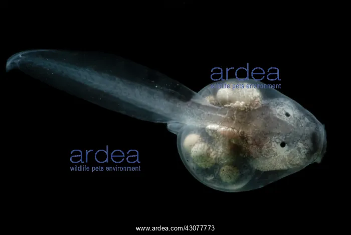 : Anotheca spinosa tadpole : Anotheca spinosa tadpole