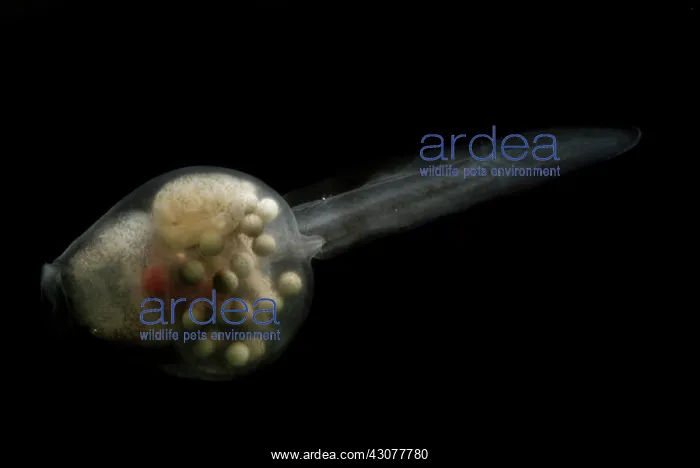 : Anotheca spinosa tadpole : Anotheca spinosa tadpole