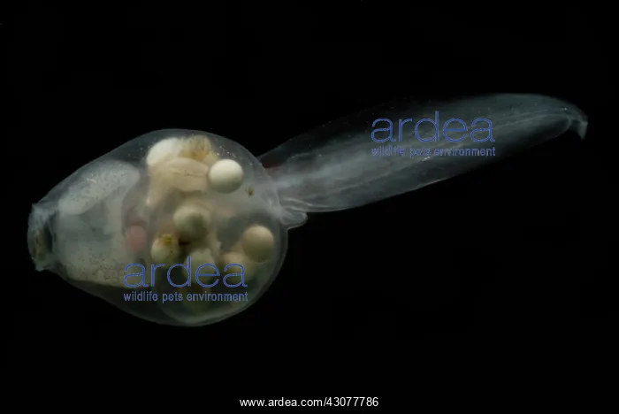 : Anotheca spinosa tadpole : Anotheca spinosa tadpole