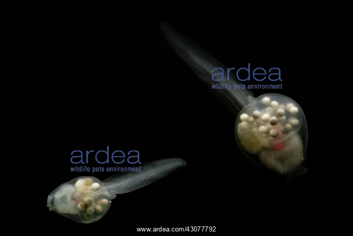 : Anotheca spinosa tadpole : Anotheca spinosa tadpole